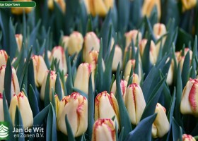 Tulipa Cape Town ® (3)